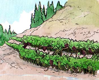 Riesling and Cabernet Sauvignon -- unlikely neighbors on Spring Mountain